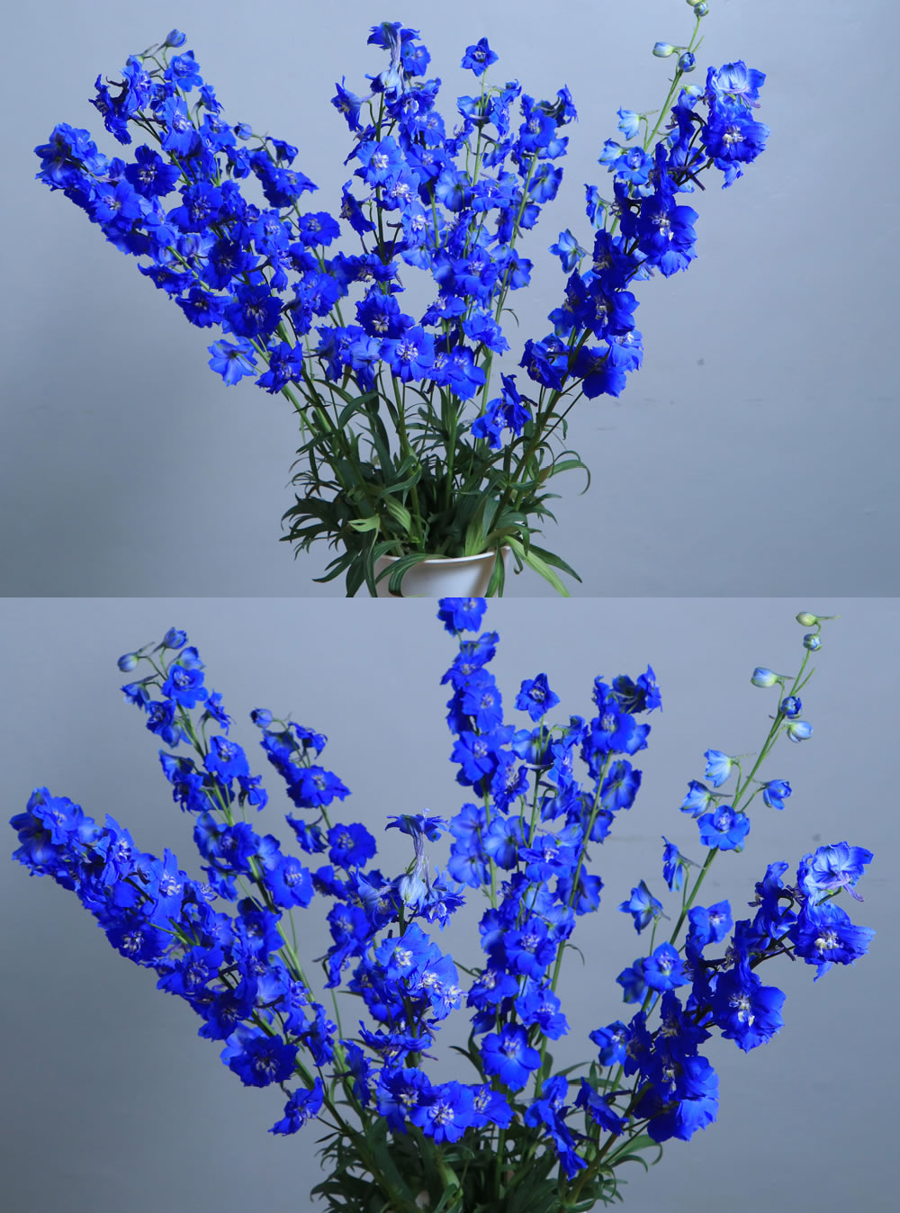 Delphium Blue