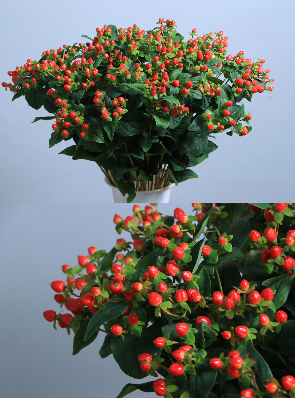 Hypericum Red
