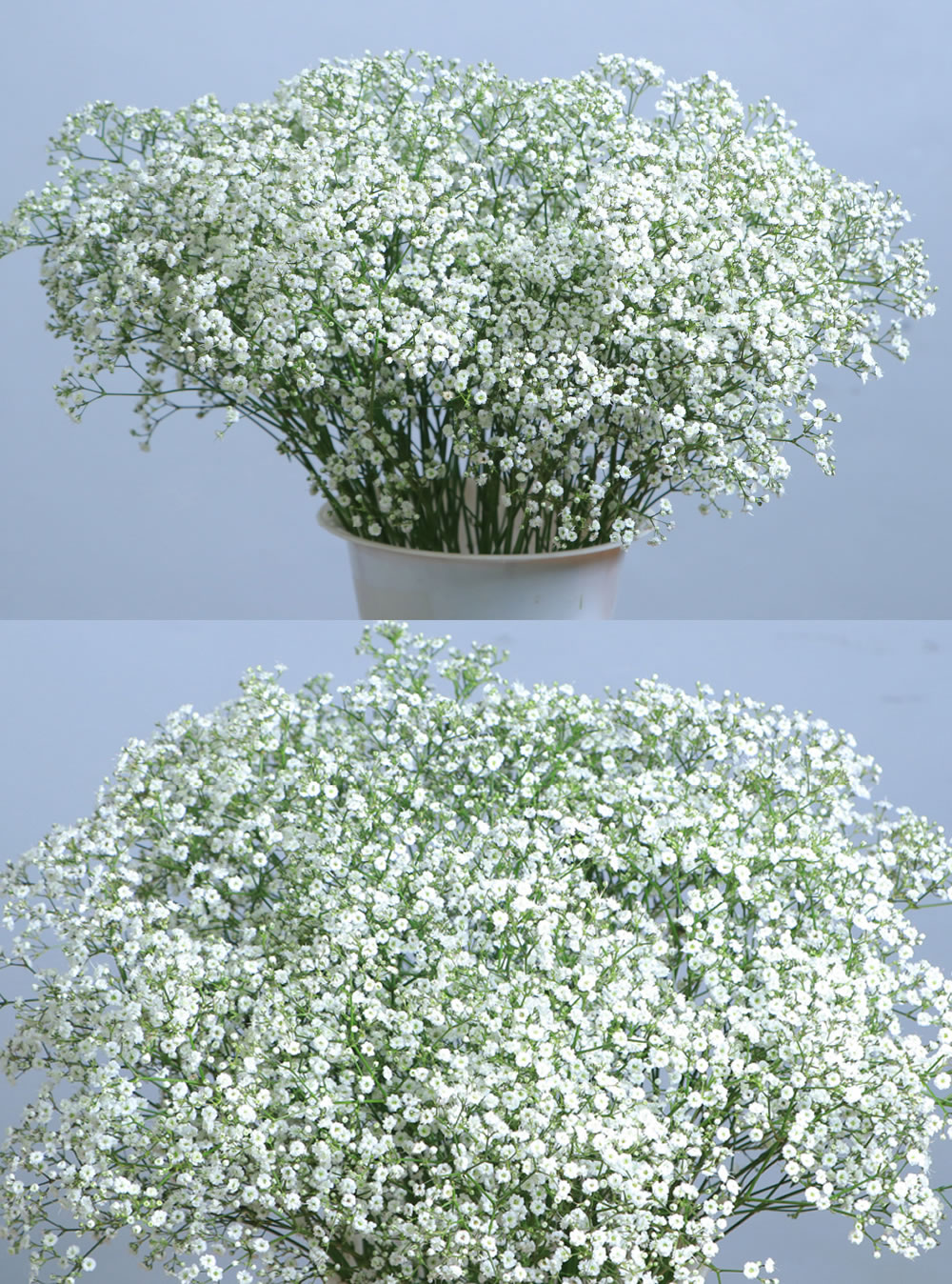 Gypsophilla Zinzi