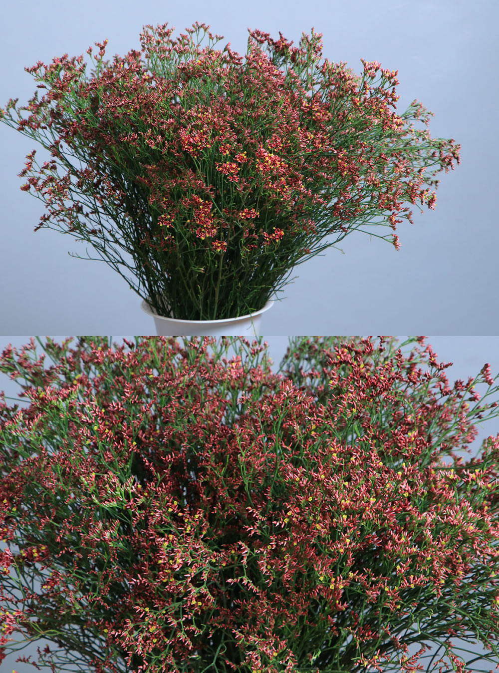 Limonium Red (tight)