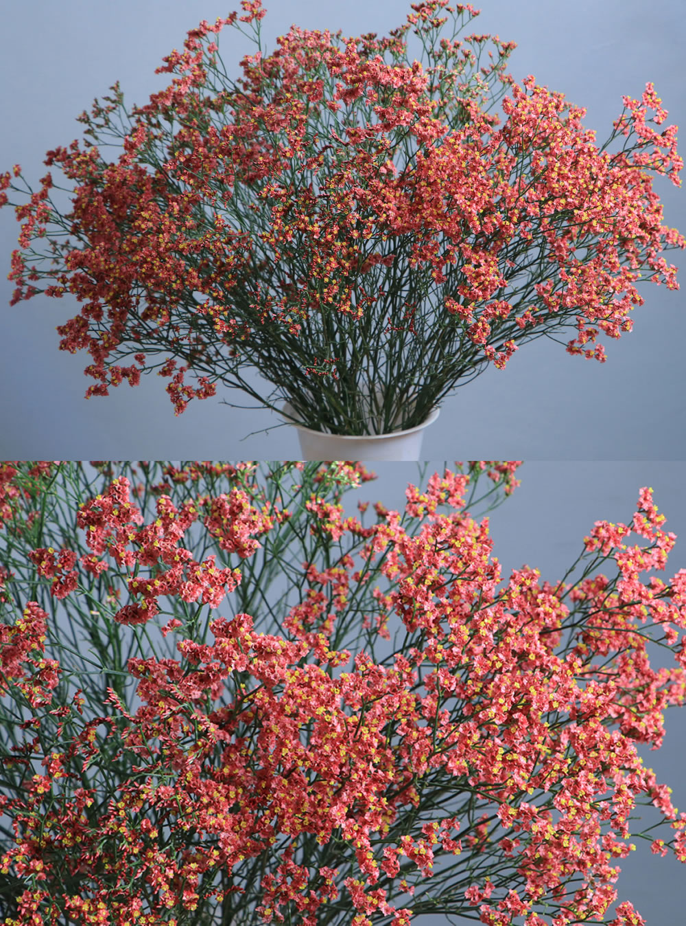 Limonium Red