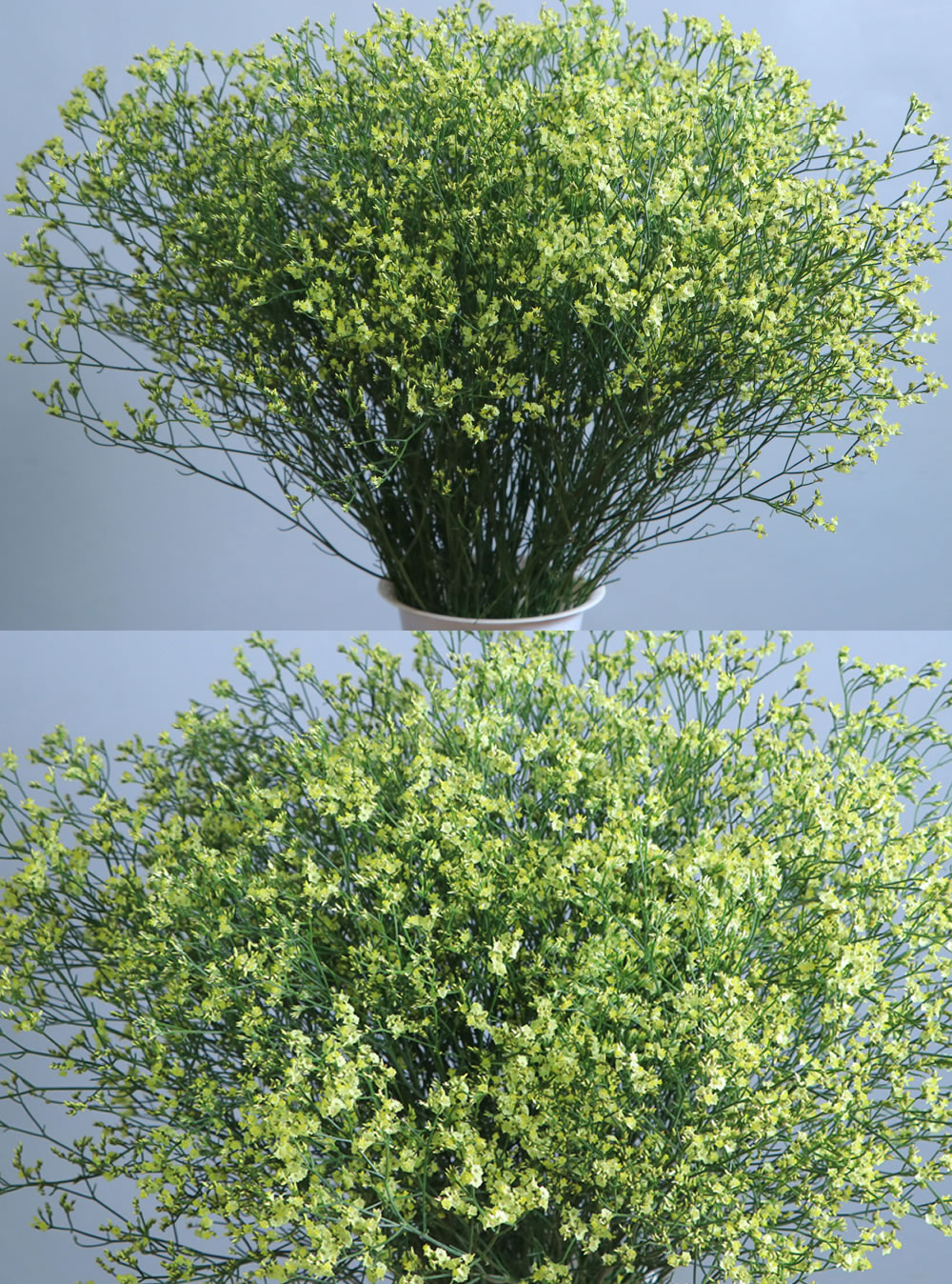 Limonium Yellow