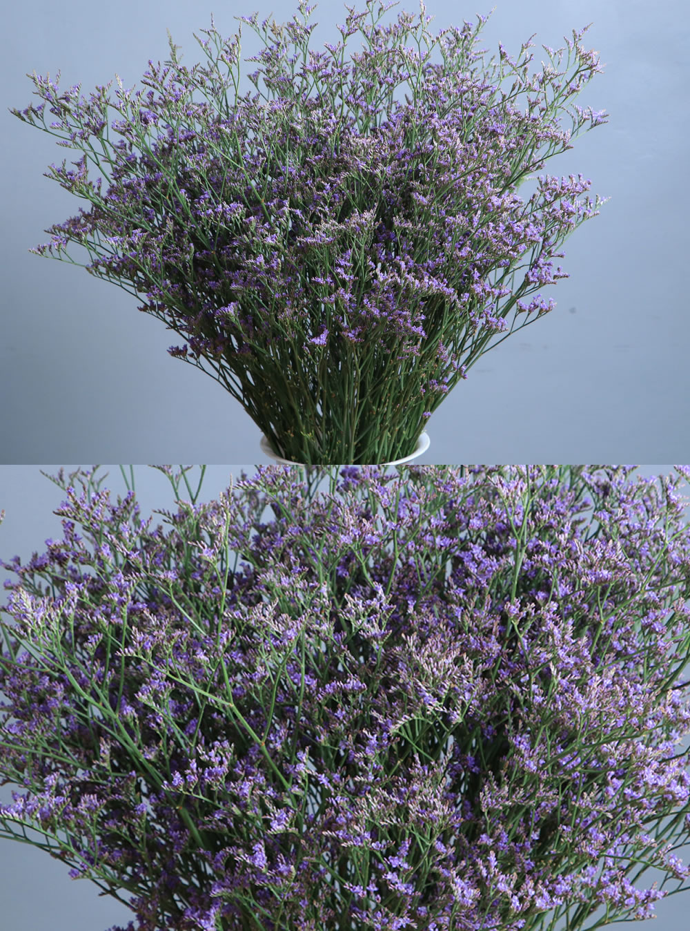 Limonium Skylight