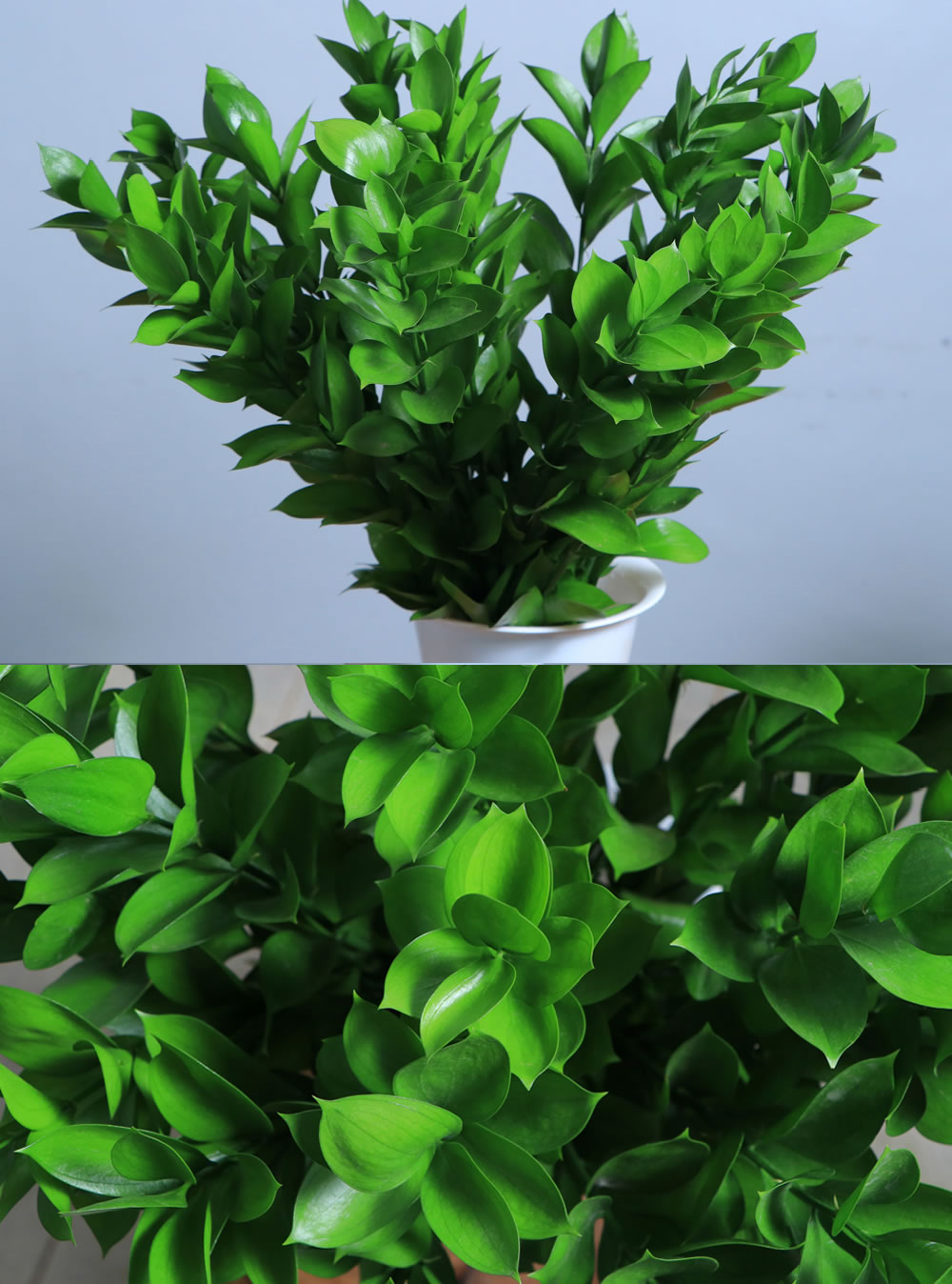 Ruscus