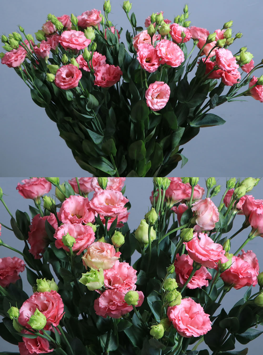 Lisianthus Pink