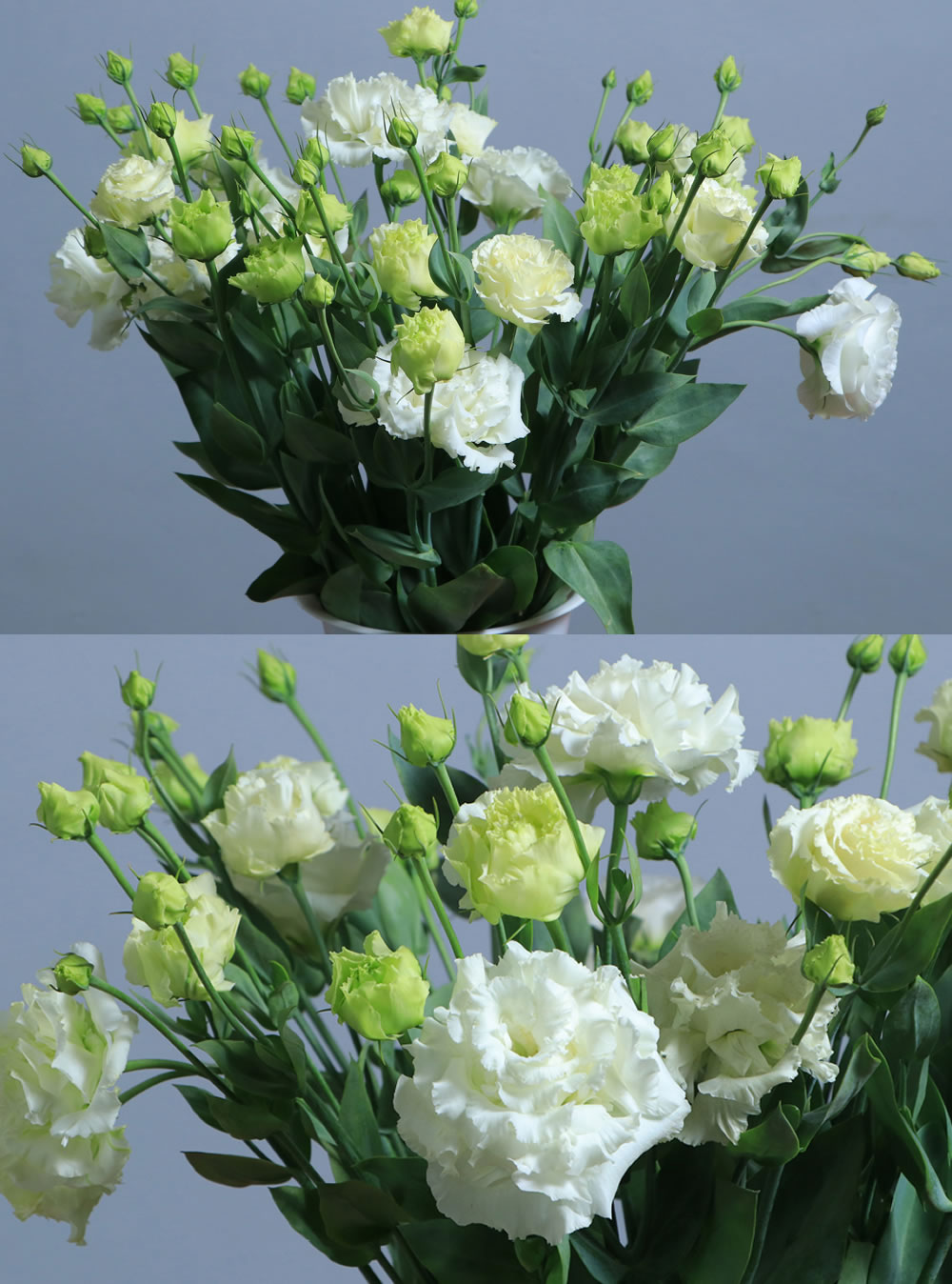 Lisianthus White
