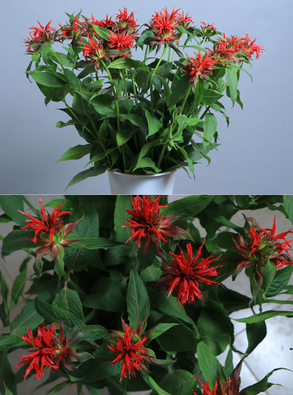 Monarda