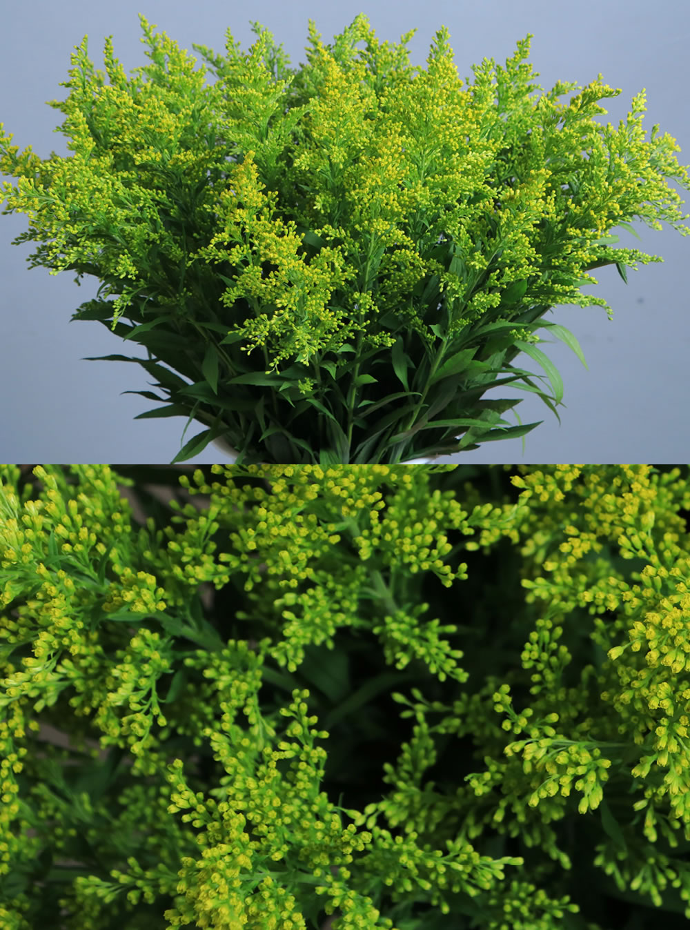 Solidago