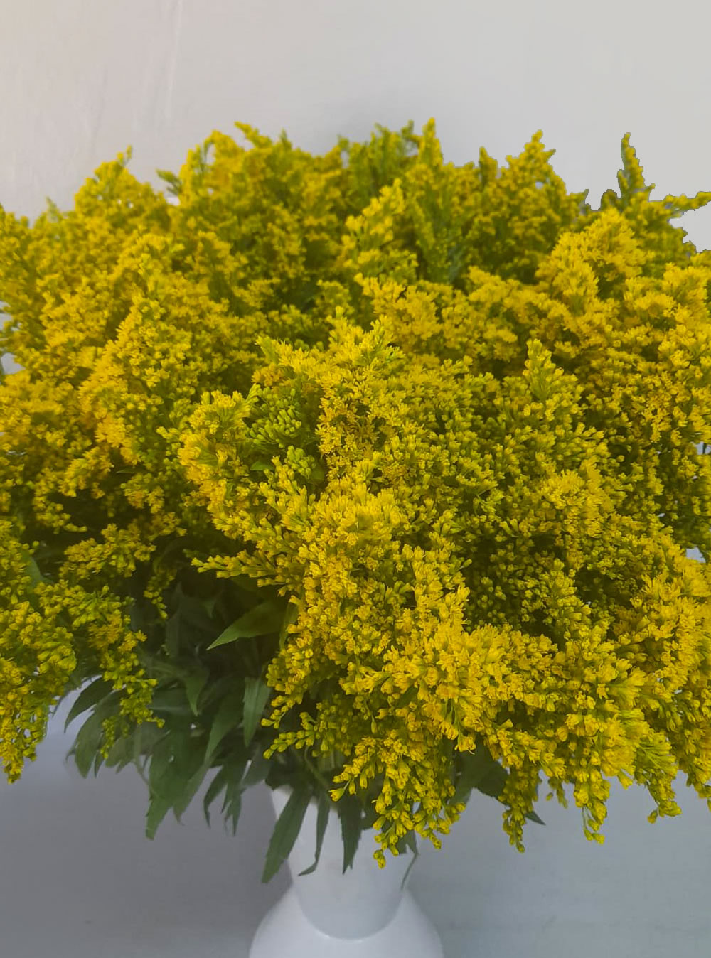 Solidago (Open)