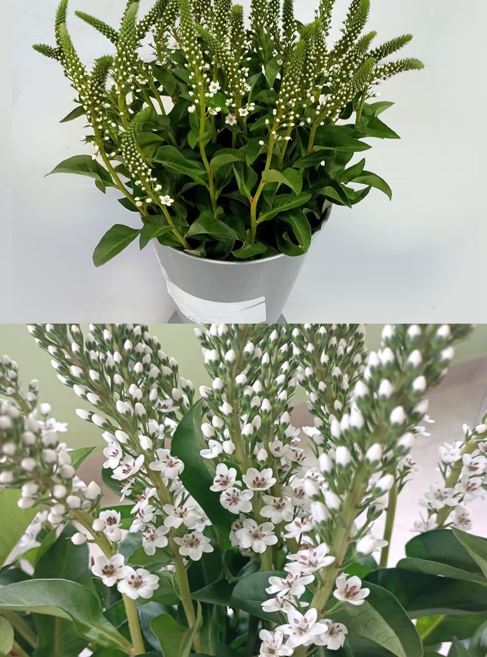 Lysimachia