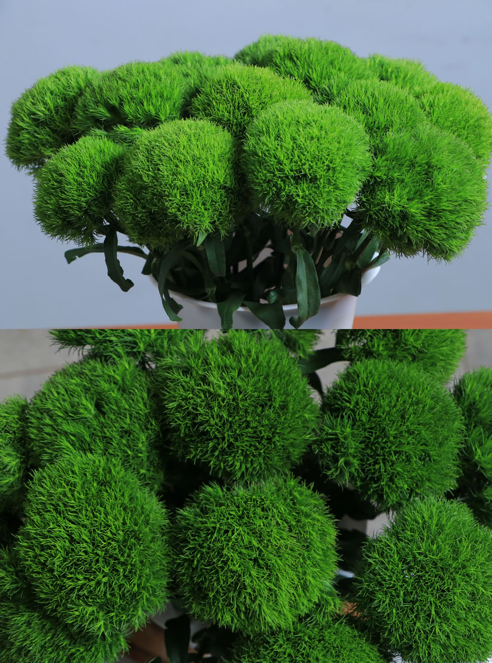 Dianthus