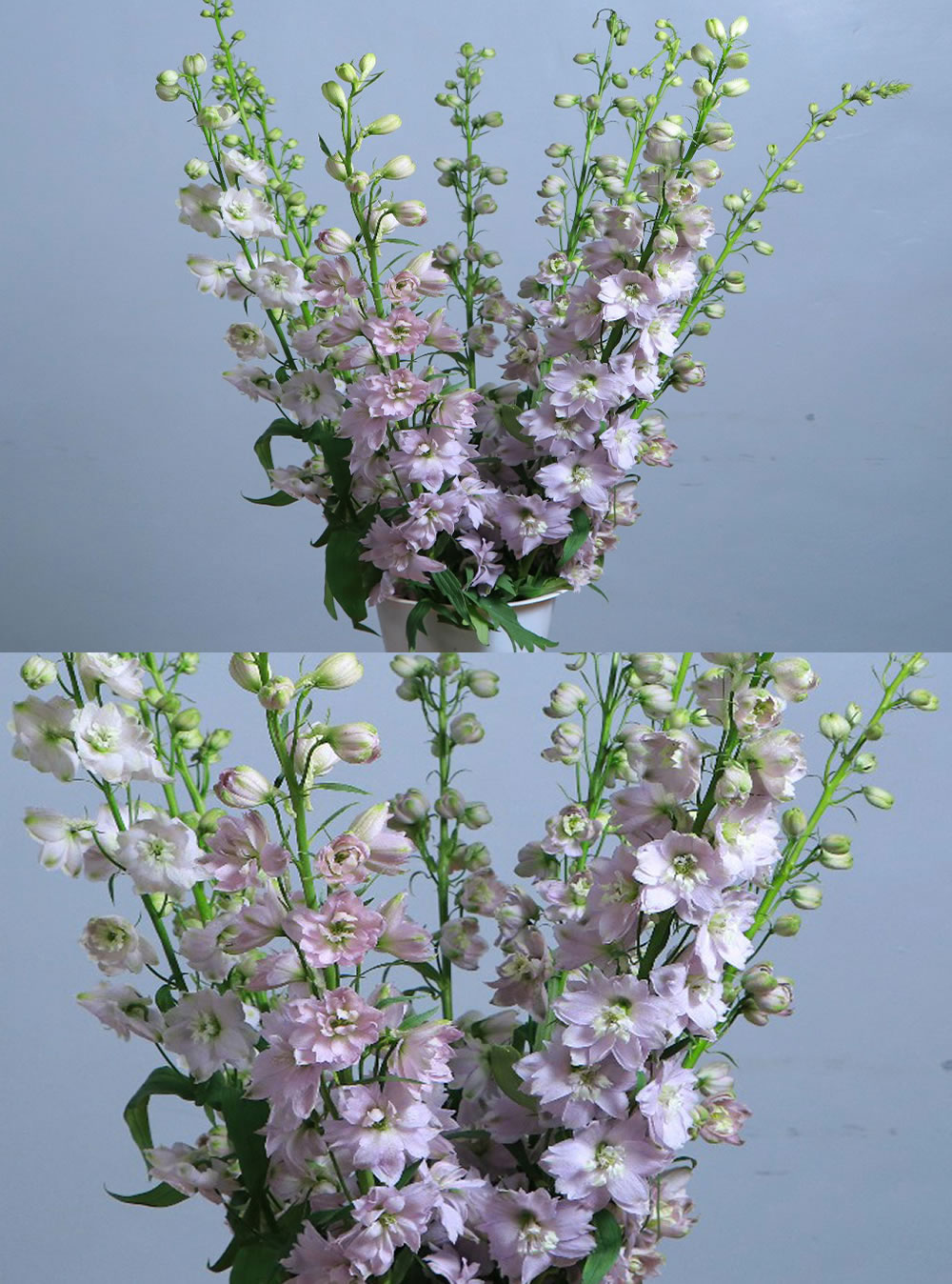 Pink Delphinium