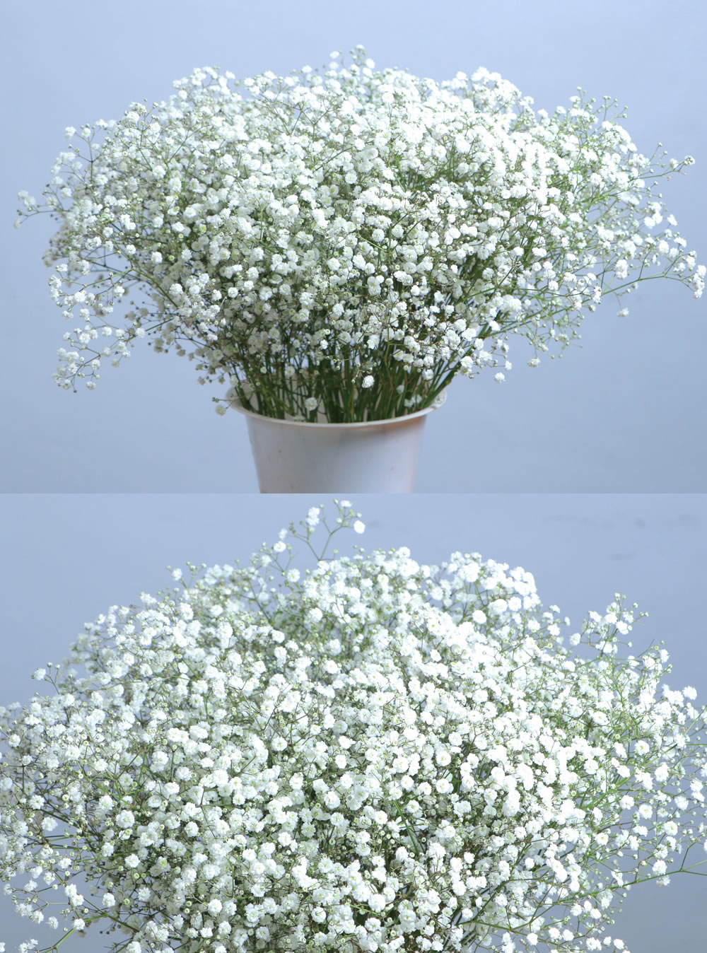 Gypsophilla Xllence